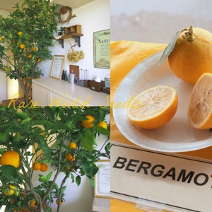 Op de afbeelding: De afbeelding toont een bergamotboom met rijpe, gele vruchten. Eén hele bergamot en twee helften worden getoond op een wit bord. Het bordje hieronder luidt "BERGAMOT". De boom heeft groene bladeren en meer fruit.