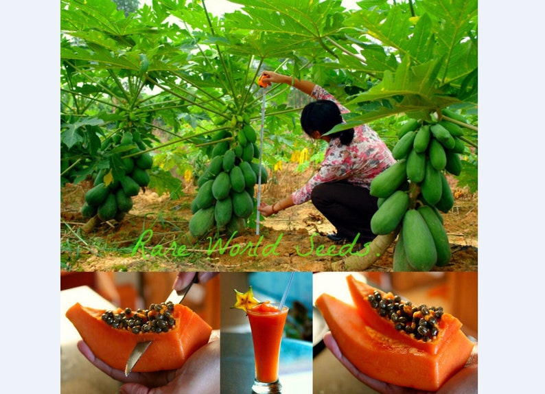 Graines. NAIN SUPPLÉMENTAIRE Arbre tropical Carica Papaya 'Surya 2' Rare Simplement: le meilleur du meilleur Facile à cultiver, entretien, résistant aux maladies image 1