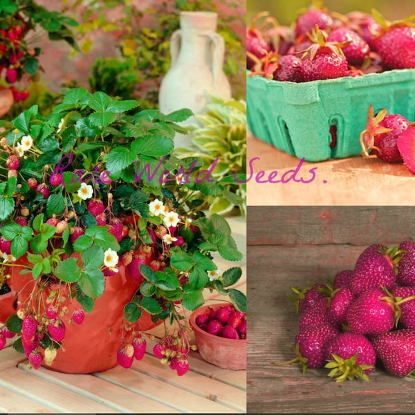 Seeds. NEW! Strawberry 'Purple Wonder' first ever purple strawberry! Very sweet fruits and HARDY.