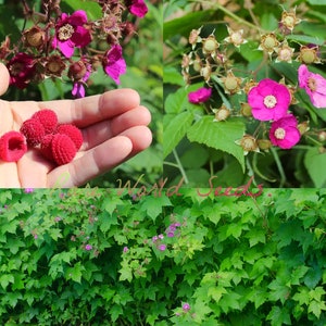 May include: Close-up of a hand holding several bright red raspberries. The raspberries are surrounded by green leaves and pink flowers. The image also shows a close-up of the plant with pink flowers and green leaves.