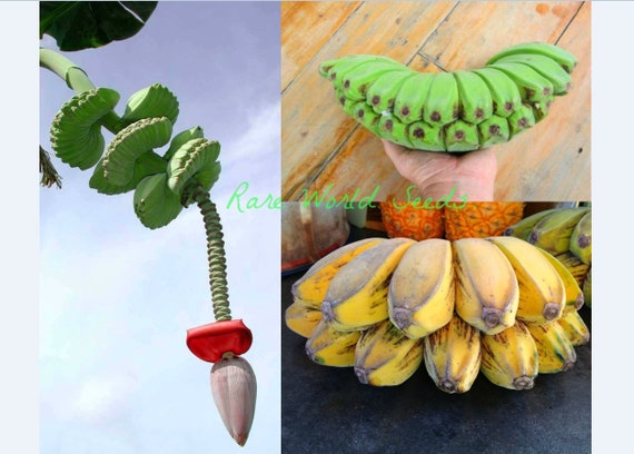 Samen. Ausgefallene & Essbare Bananenstaude! Betende Hnde (Musa  paradisiaca)