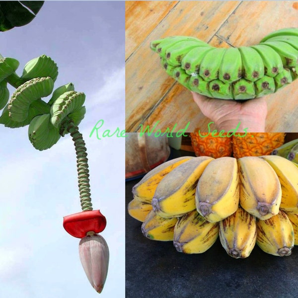 Graines. Bananier insolite & comestible ! 'Mains en prière' (Musa paradisiaca) Variété rustique RARE !