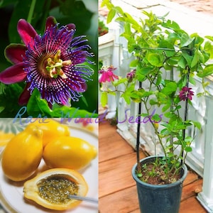 SEEDS: Passion Fruit &#39; Winged Passion Flower&#39; (Passiflora alata) Fragrant Flowers. The Fruits are Delicious!