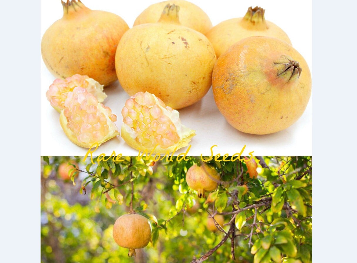 Seeds RARE! Yellow White Pomegranate 'haku-botan' Highly Flavorful