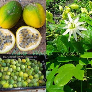 Graines : Fruit de la passion -SURURUCA (Passiflora setacea) Un fruit comestible peu connu avec un excellent goût légèrement acide.