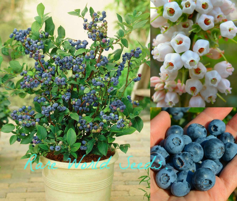 Seeds Super Dwarf Blueberry Top Hat VERY HARDY Etsy