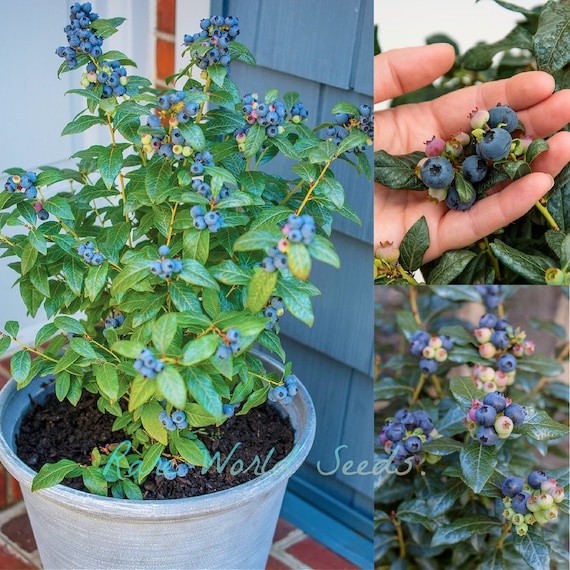Dwarf Blueberry 'perpetua' Produce Two Harvests of Fruit Each Year! Hardy  to Zone 4 Container Lover Blueberries! Seeds. - Etsy