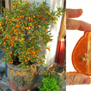 Zaden. Mandarinquat&#39; Citrus (reticulata x fortunella) prachtig en de schil is eetbaar! Productieve producent. Dit draagt bij aan de decoratieve aantrekkingskracht!