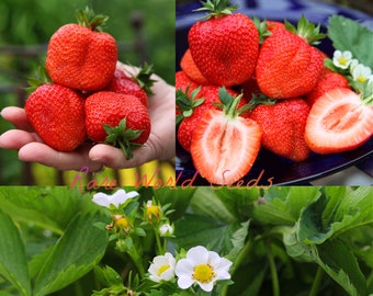 種子。新しい品種！イチゴ「サマー ブリーズ ローズ」バラ形の八重咲き