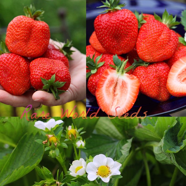 GÉANT ! Fraise « Sweet Mary XXL » 40-50 g de fruits ! Aussi grosse qu'une tomate standard ! Exceptionnellement sucré et délicieux ! Graines.