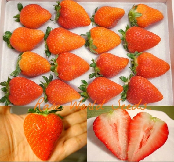 Seeds. Japanese GOURMET Strawberries 'shojo No Kokoro' (virgin Heart) Rich  Flavor and Aroma A DELICACY! - Etsy Norway
