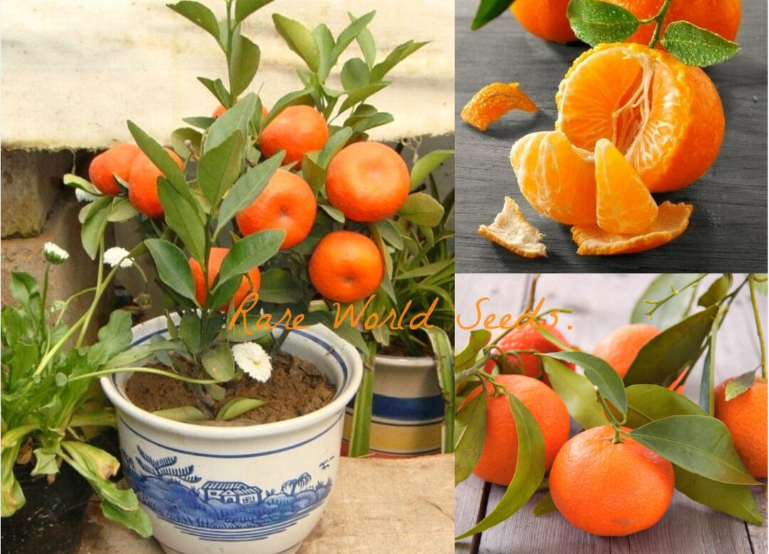 Seeds. Windowsill Citrus Mandarin Tree 'satsuma' Can Be Grown Indoor ALL Year Round Very Sweet