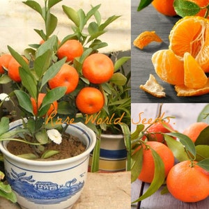 Seeds. Windowsill Citrus! Mandarin tree 'Satsuma' Can be grown indoor ALL Year round! Very sweet fruits easy to peel -Self-Fertile.