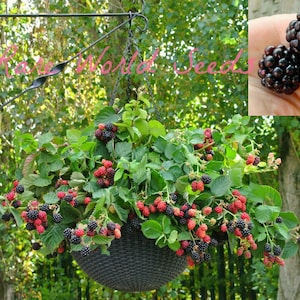 Könnte beinhalten: Ein Hängekorb, der überquillt mit reifen Brombeeren und ein paar roten Beeren. Der Korb ist aus schwarzem geflochtenem Material und hängt an einem schwarzen Metallhaken. Der Hintergrund ist ein grüner, belaubter Baum.