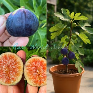 May include: A collage of images featuring figs. One image shows a dark purple fig held in a hand. Another shows a fig cut in half, revealing the red and orange interior. The third image shows a fig tree in a brown pot with green leaves and figs.