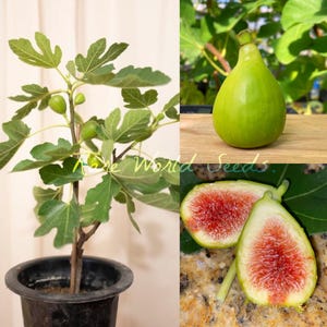 May include: A fig tree in a black pot with green leaves and unripe figs. A close-up of a green fig and a sliced fig showing red flesh are also shown. The text "Rare World Seeds" is visible.
