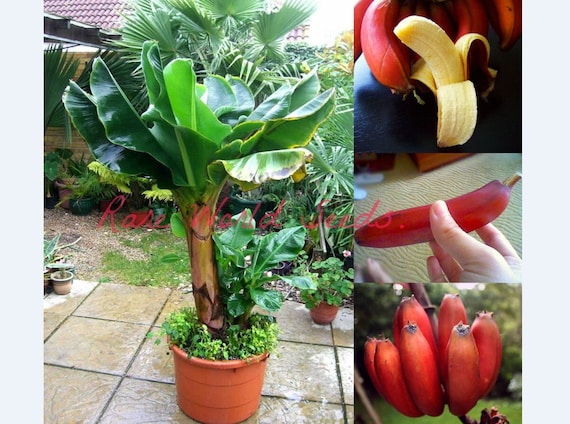 Samen. Schne und leckere ROTE Banane! Perfekt als Behlter! Musa 'Dwarf  Red' Wchst nur 4'-6' hoch. Fr Terrasse und helle Innenrume. - Etsy.de