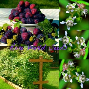 May include: A close-up of a bowl filled with ripe black and red raspberries. The raspberries are surrounded by green leaves. The image also shows a trellis with a row of raspberry bushes growing on it. The text "Rare World Seeds" is visible in the image.