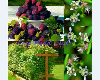 May include: A close-up of a bowl filled with ripe black and red raspberries. The raspberries are surrounded by green leaves. The image also shows a trellis with a row of raspberry bushes growing on it. The text "Rare World Seeds" is visible in the image.