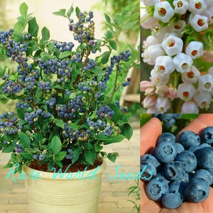 Könnte beinhalten: Ein Topf mit einem Blaubeerstrauch mit reifen blauen Beeren und weißen Blüten. Die Pflanze steht in einem weißen Topf mit dem Text "Rare World Seeds" an der Seite. Eine Nahaufnahme einer Handvoll Blaubeeren.