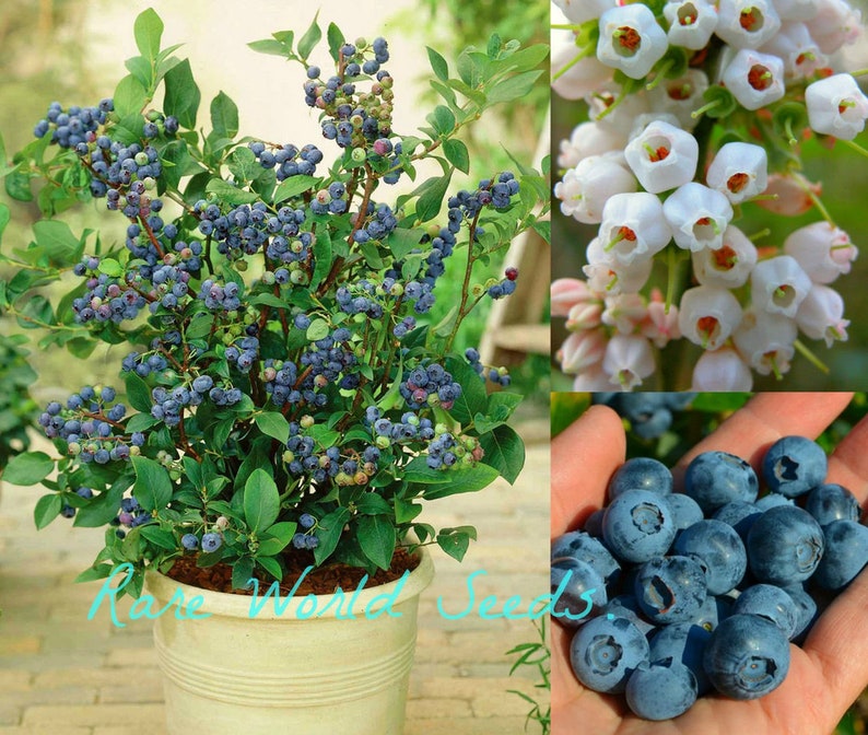 Seeds. Super Dwarf Blueberry Top Hat VERY HARDY Self-fertile Blueberries and Very Productive image 1