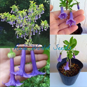 Seeds. Unique And Beautiful! Brugmansia relative: Blue Angel’s Trumpet ‘Acnistus australis’ ‘Lochroma australe’.