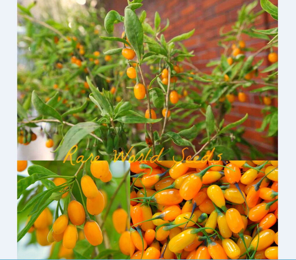 Seeds. Seeds Goji Berry 'Synthia' NEW CULTIVAR Sweeter and Self-fertile Seeds. Seeds Goji Berry 'Synthia' NEW CULTIVAR Sweeter and Self-fertile