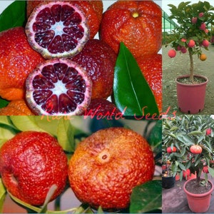 May include: Close-up of red blood oranges, some cut in half, showing the deep red flesh.  Two potted blood orange trees with red fruit are also shown.
