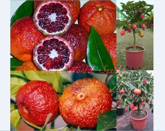 Seeds. DEEP RED Flesh Clementine! Super sweet fruits 'Clementino Ruby' (Citrus clementina) .