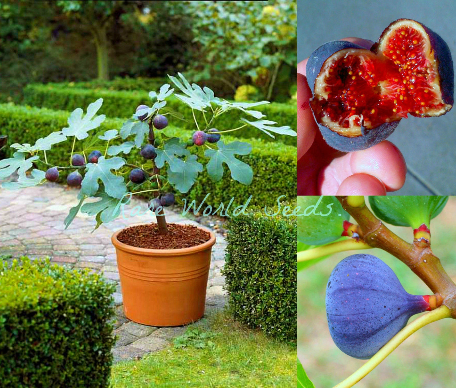 Seeds DWARF Fig Tree Ficus Carica Blue Fig 'brogiotto' Etsy