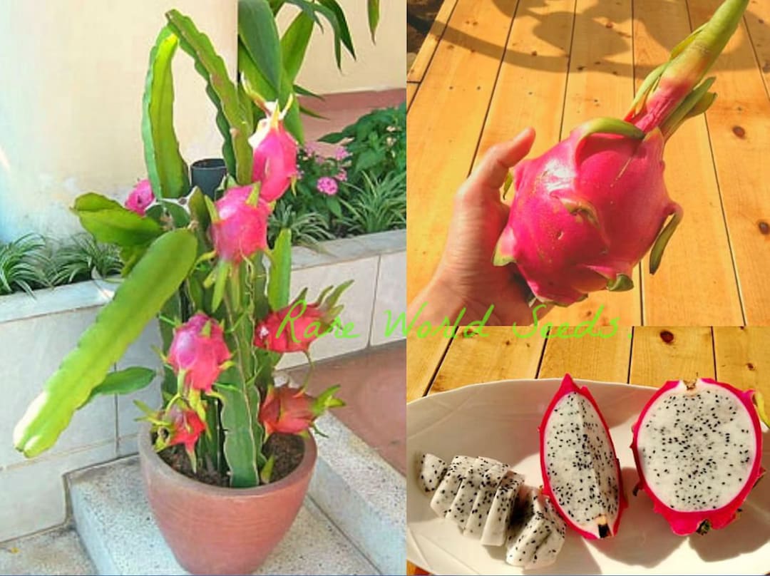 Pitaya Simple Seeds. Very Easy to Grow in a Container! Pitaya Dragon Fruit 'nadia ...