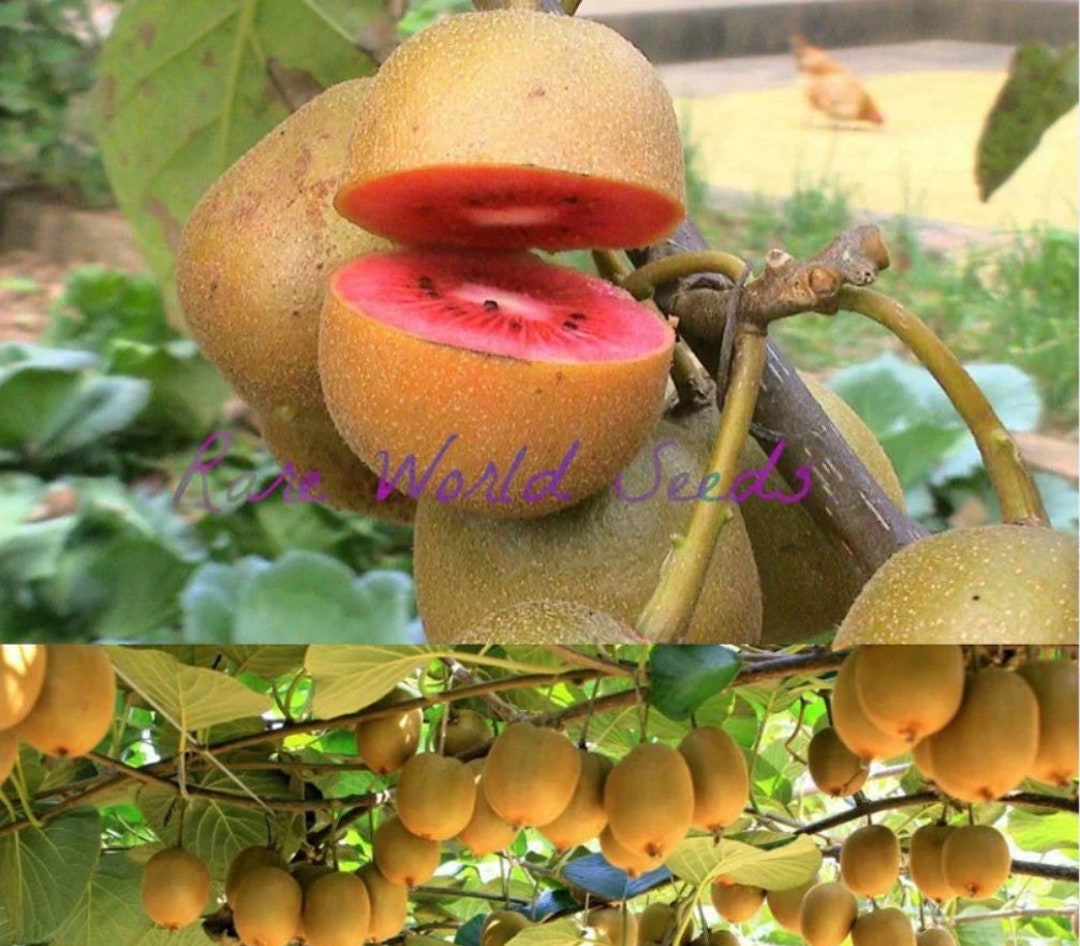 Very Rare: PINK Kiwi Fruit! Huge Producer 'pink Lady' Long