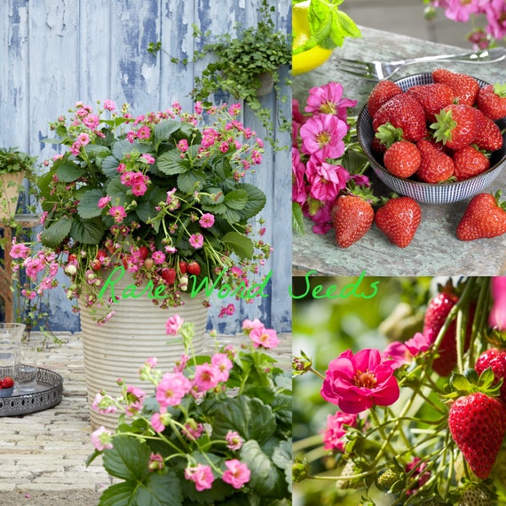 New Summer Small Strawberry Stud Earrings Creative and Funny Fruit Earrings Made from Skin-Favorable Alloy Metal for Women and Girls - Red Peak Strawberry Season Arrives a Little Early in New York - The