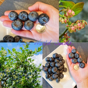 May include: Close-up of a hand holding a handful of blueberries, with a US quarter for scale. Another image shows a blueberry bush with ripe fruit. A third image shows a hand holding a handful of blueberries on a white plate, with a US quarter for scale.