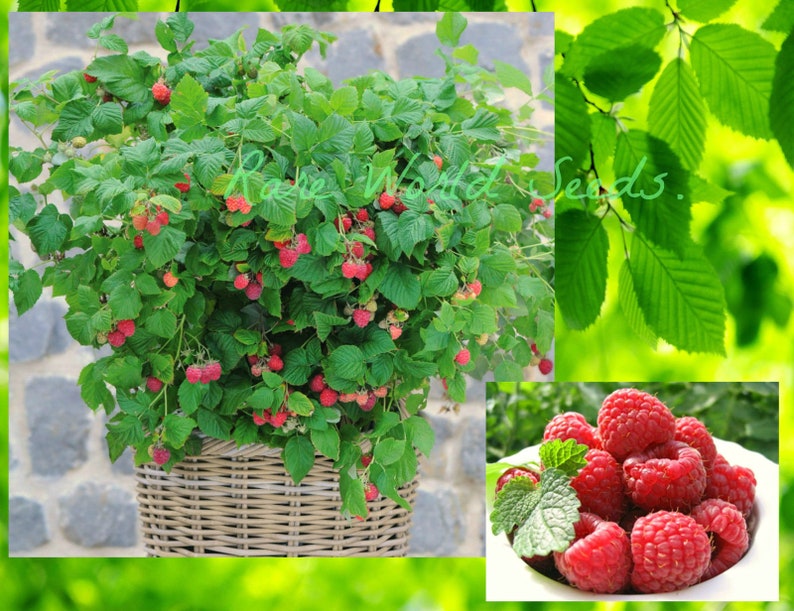 Seeds DWARF Raspberry 'Ruby Beauty' thrives in patio Etsy