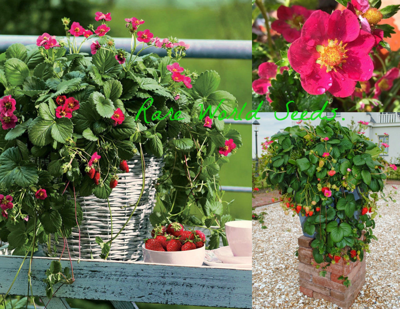 Seeds Rare Strawberry Seeds Toscana Edible Sweet Etsy Seeds Rare Strawberry Seeds Toscana Edible Sweet Etsy