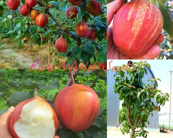 Unique and Appealing! Asian Pear ‘Early Crisp Red’ (Pyrus pyrifolia) Very sweet Fruits Beautiful Colors! LIMITED QUANTITY! pack of 5 seeds.