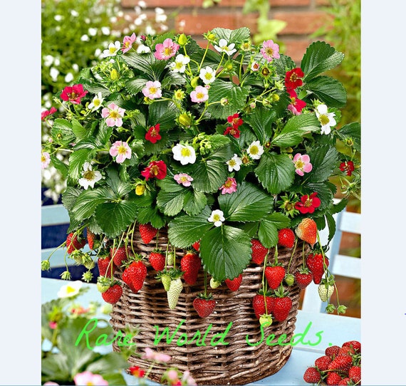 Rare NEW Strawberry Toscana with rose flowers 10 seeds UK SELLER