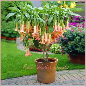 Wunderschön und einfach zu züchten: Brugmansia Angel Trumpet &#39;Peach&#39; Große Blüten 20 &quot;Länge! Super süßes Aroma! Container freundlich! Samen.