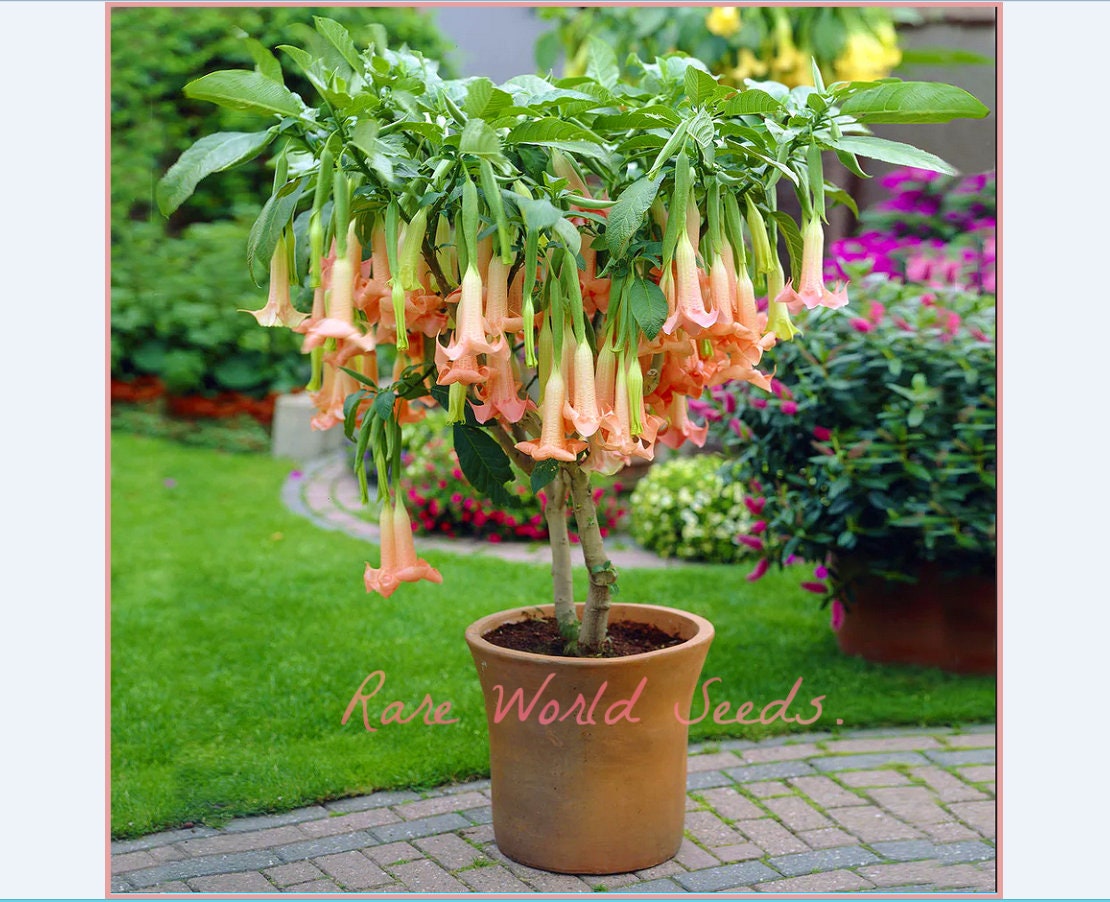 Beautiful and easy to grow: Brugmansia Angel Trumpet ‘Peach’ Large blooms 20" Long!  Super sweet Aroma! Container friendly! Seeds.