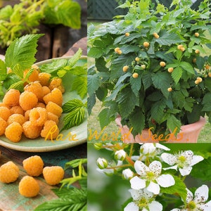 Op de afbeelding: Close-up van gele frambozen op een groen bord, een gele frambozenstruik met rijpe vruchten en witte bloemen op een groene struik. De tekst "Rare World Seeds" is zichtbaar in de afbeelding.