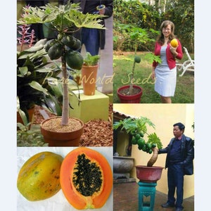 May include: A papaya tree with green leaves and fruit growing in a brown pot. The tree is surrounded by other plants and flowers. There are also two papaya halves, one with the skin on and one with the skin off, showing the black seeds inside.