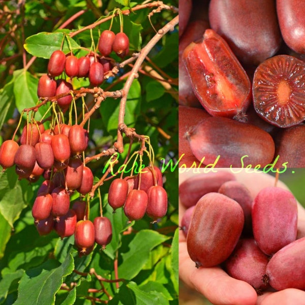 Graines. Hardy kiwi Fruit kiwiberry 'Scarlet September' taille prune TRÈS ROBUSTE ! Délicieux mangé entier et n'a même pas besoin d'être pelé!