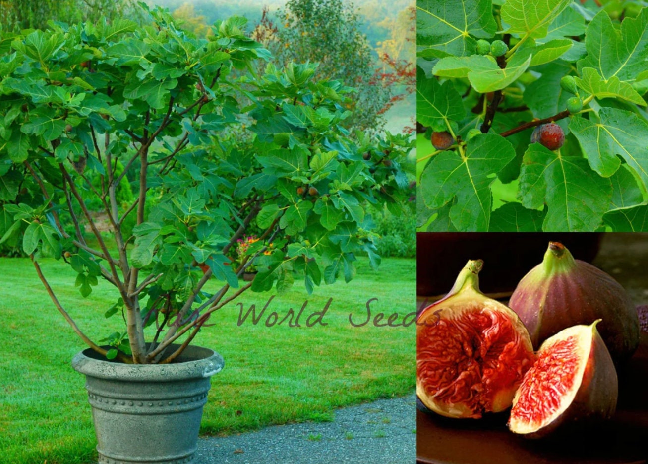 Seeds. Semi-dwarf Fig 'jerusalem' (ficus Carica) Indoor Outdoor