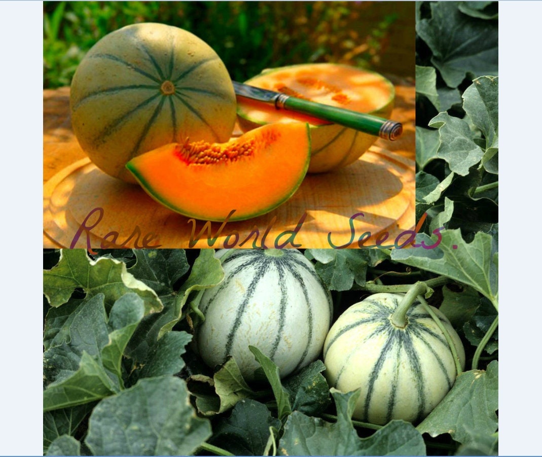 Seeds. EARLIEST French Charentais Melon Cantaloupe Available! 'Rubens Hybrid F1' 62 DAYS! Strong plants Multiple disease resistances.