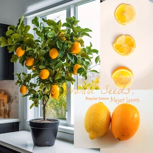 May include: A potted lemon tree with green leaves and yellow lemons. The tree is in a black pot and is sitting on a white countertop. The image also shows a close-up of a regular lemon and a Meyer lemon, both cut in half.
