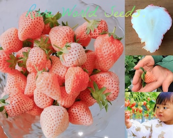 Sementes. Morangos japoneses GOURMET 'Sakura Ichigo' (morango cereja) Sabor e aroma ricos, UMA DELICIA!