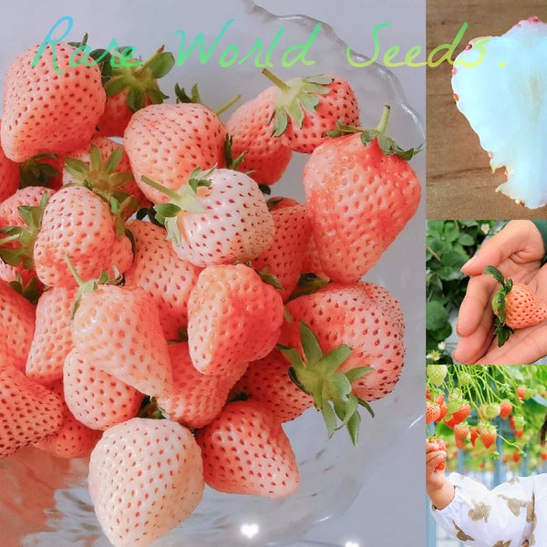 Samen. Japanische GOURMET-Erdbeeren „Sakura Ichigo“ (Kirscherdbeere) Reichhaltiger Geschmack UND Aroma Eine KÖSTLICHKEIT!