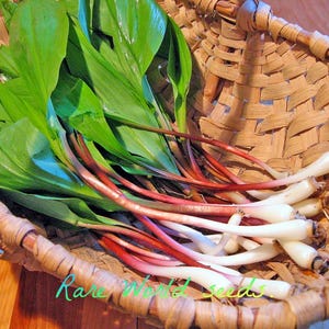 Saatgut knoblauch - Etsy.de