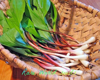 Québec Wild Garlic Seeds, (Allium Tricoccum)  'Ail des Bois' RARE!